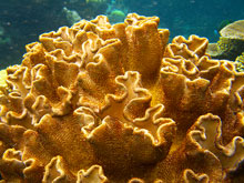 Hyperbolic Corals